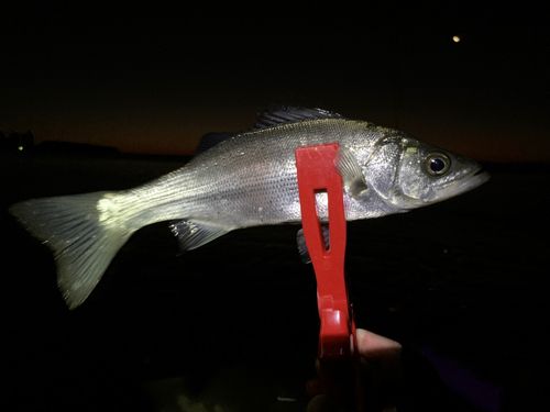 セイゴ（ヒラスズキ）の釣果