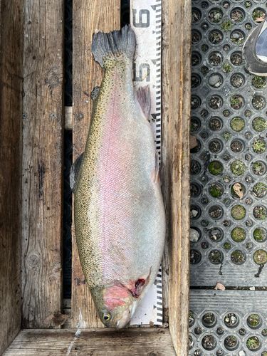 ニジマスの釣果