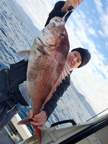 マダイの釣果