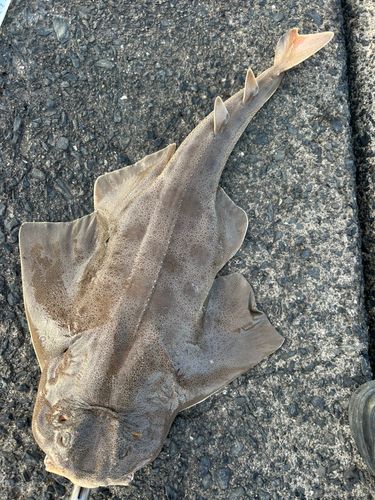 カスザメの釣果