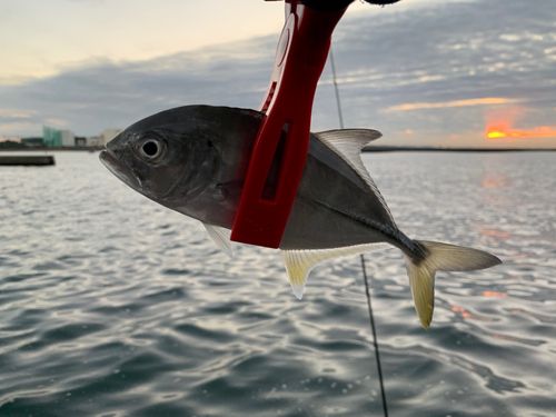 セイゴ（ヒラスズキ）の釣果