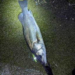 フッコ（マルスズキ）