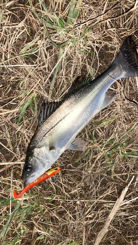セイゴ（マルスズキ）の釣果