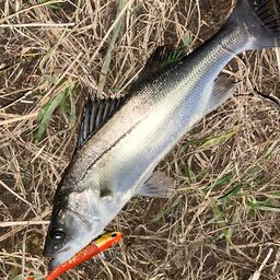 セイゴ（マルスズキ）