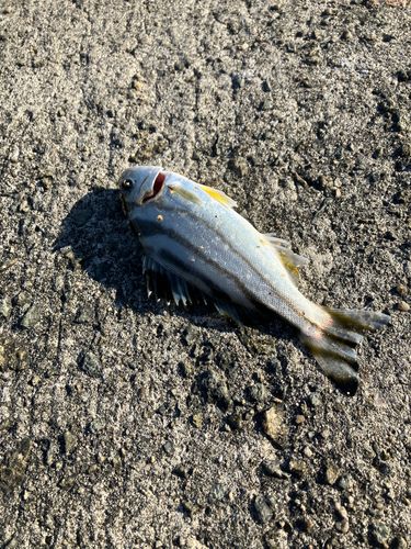 ゴマサバの釣果