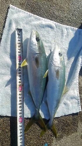 ツバイソの釣果