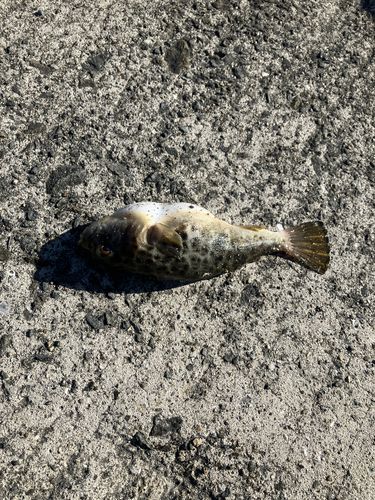 ゴマサバの釣果