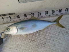 フクラギの釣果