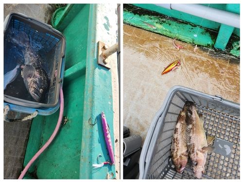 クロソイの釣果