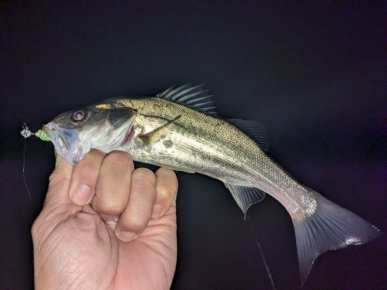 セイゴ（ヒラスズキ）