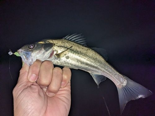 セイゴ（ヒラスズキ）の釣果