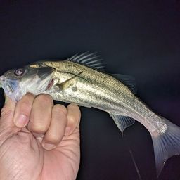 セイゴ（ヒラスズキ）