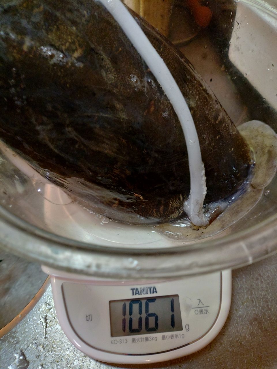 Devilrayさんの釣果 3枚目の画像