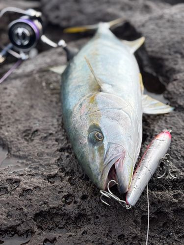 ヒラマサの釣果