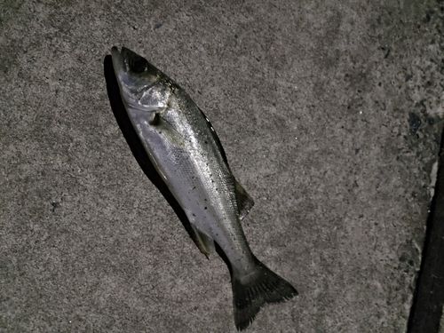 セイゴ（マルスズキ）の釣果