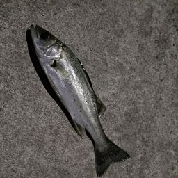 セイゴ（マルスズキ）