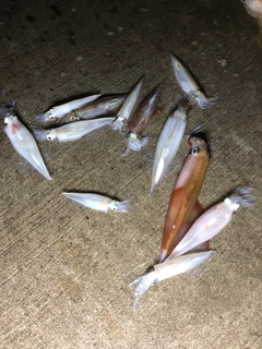 ヤリイカの釣果