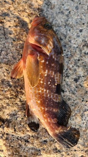 キジハタの釣果