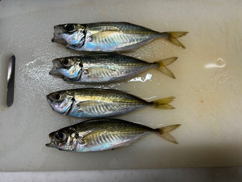 アジの釣果