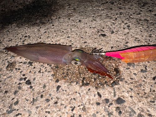 ヤリイカの釣果