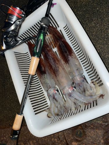 スルメイカの釣果