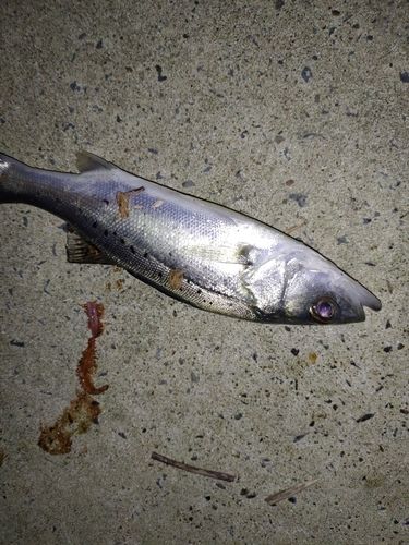 セイゴ（マルスズキ）の釣果