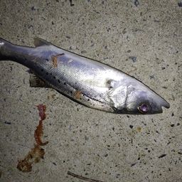 セイゴ（マルスズキ）