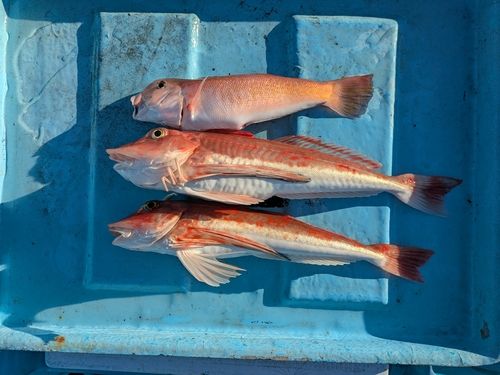 ホウボウの釣果