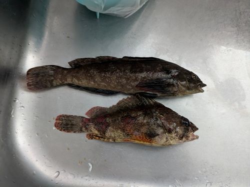 アイナメの釣果