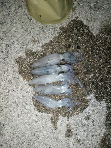 ヒイカの釣果