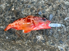 アカハタの釣果