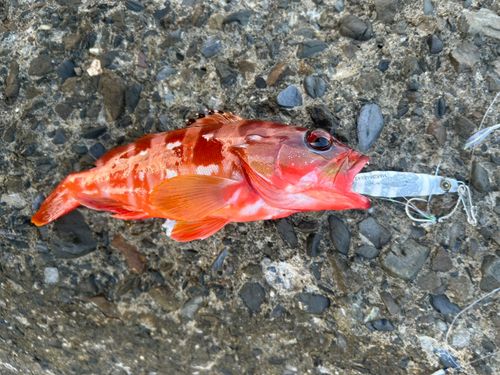 アカハタの釣果