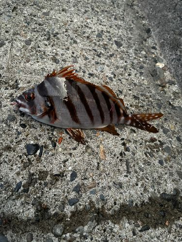 タカノハダイの釣果