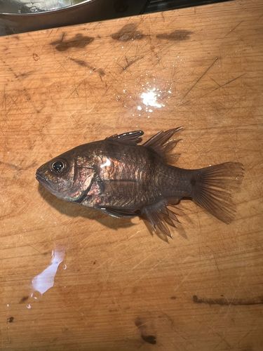 ヨコスジイシモチの釣果