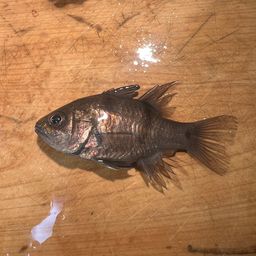 ヨコスジイシモチ