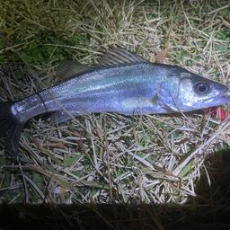 セイゴ（タイリクスズキ）