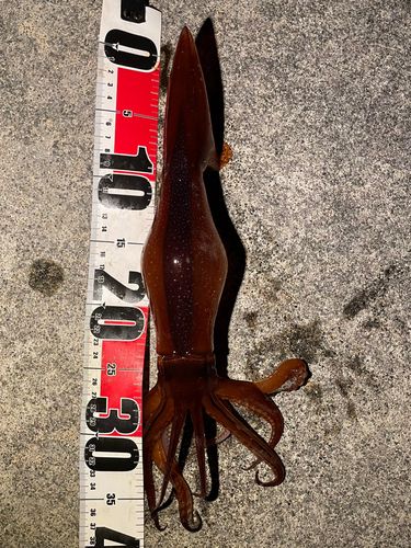 スルメイカの釣果