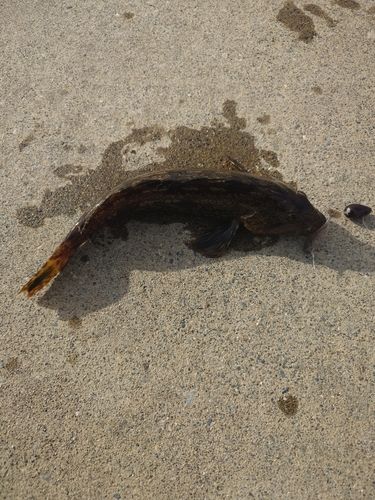 アイナメの釣果