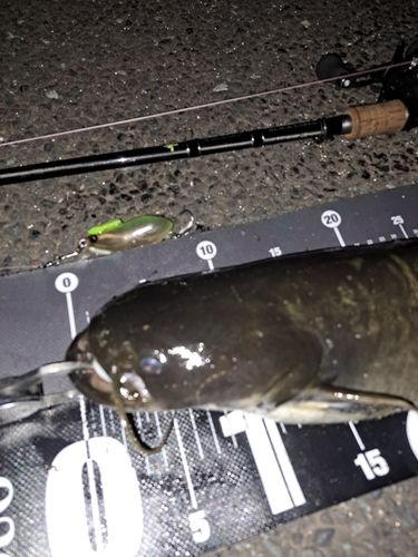 ナマズの釣果