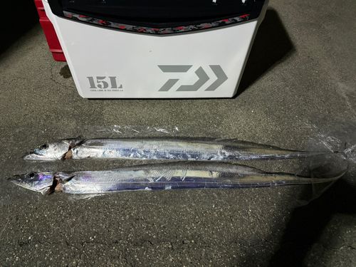 タチウオの釣果