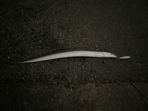 タチウオの釣果