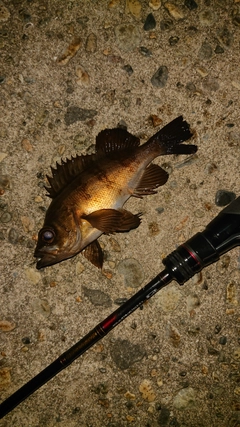 メバルの釣果