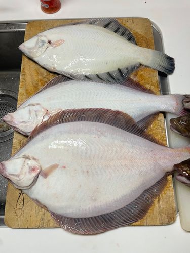 マガレイの釣果