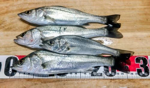 セイゴ（マルスズキ）の釣果