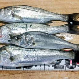 セイゴ（マルスズキ）