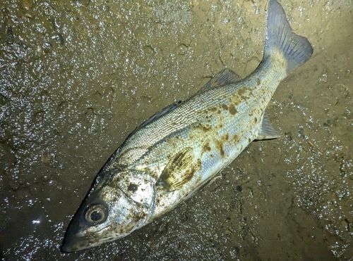 セイゴ（マルスズキ）の釣果