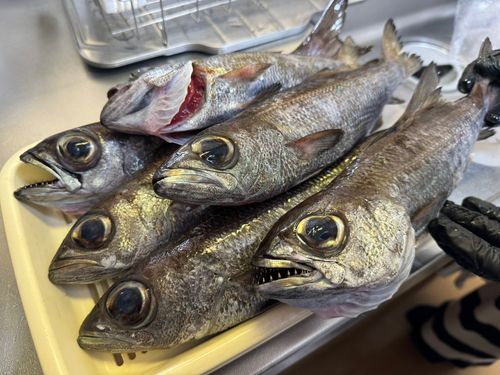 クロムツの釣果