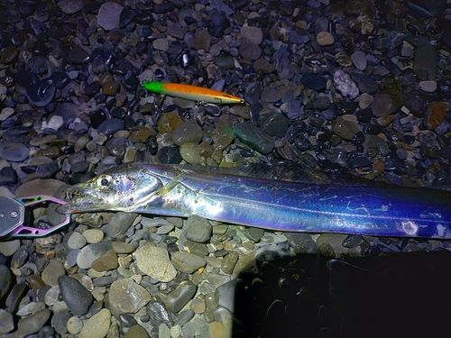 タチウオの釣果