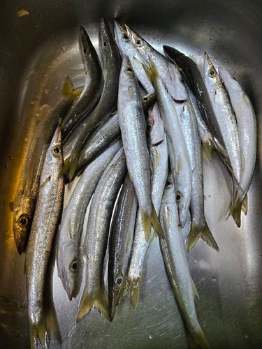 アカカマスの釣果