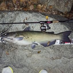 チャネルキャットフィッシュ